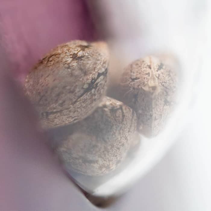SKUNK #1 de Sensi Seeds. Semillas de marihuana feminizadas.