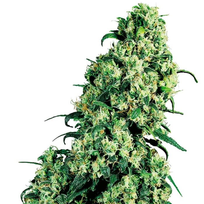 Sensi Seeds Skunk1 - Cogollo en crecimiento