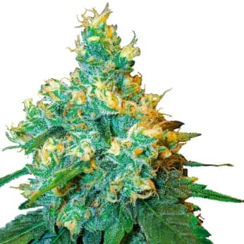 JACK HERER. Semilla de marihuana feminizada de Sensi seeds