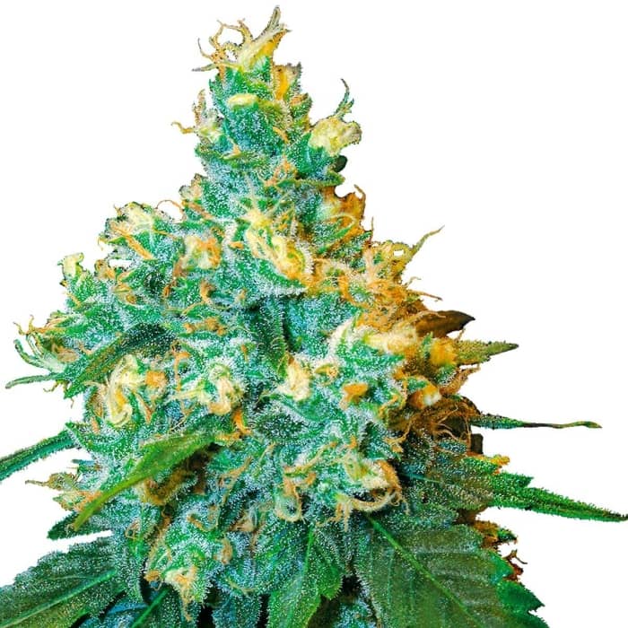 JACK HERER. Semilla de marihuana feminizada de Sensi seeds