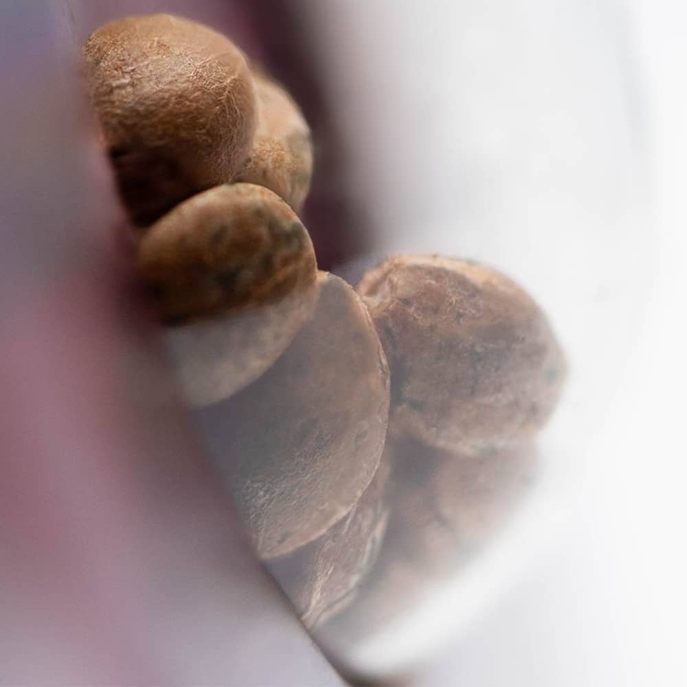 Semillas de marihuana Jack Herer (sensi seeds) feminizadas