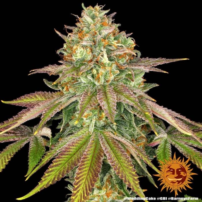Weeding cake es una planta de marihuana de gran cogollo central