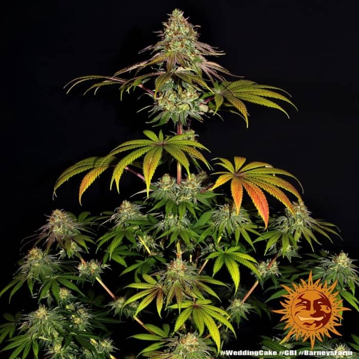 Semillas de marihuana Weeding Cake Barney's farm