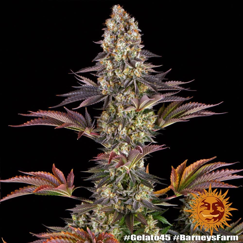 Planta de marihuana Gelato #45 de Barneys Farm