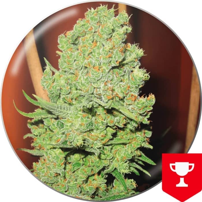 Channel + Medical seeds