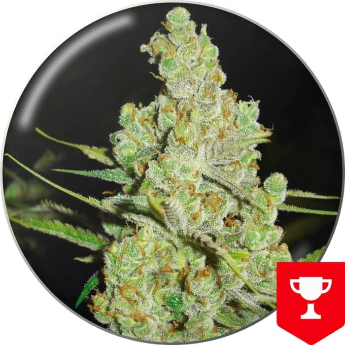 1024 (Medical Seeds) Semillas de marihuana feminizadas.