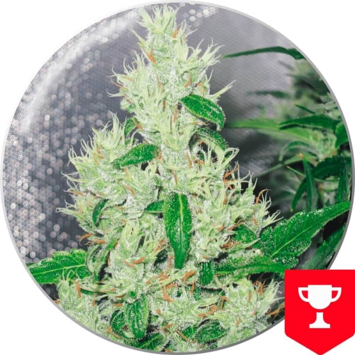 Y Griega de Medical Seeds