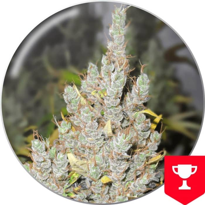 Semillas de Marihuana - 2046 (Medical Seeds) feminizada.