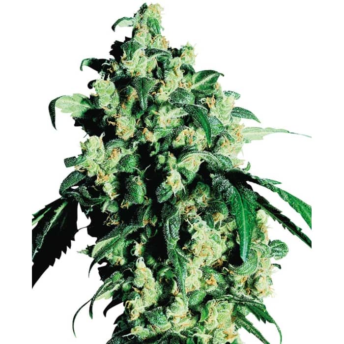 Cogollo de SUPER SKUNK de Sensi Seeds