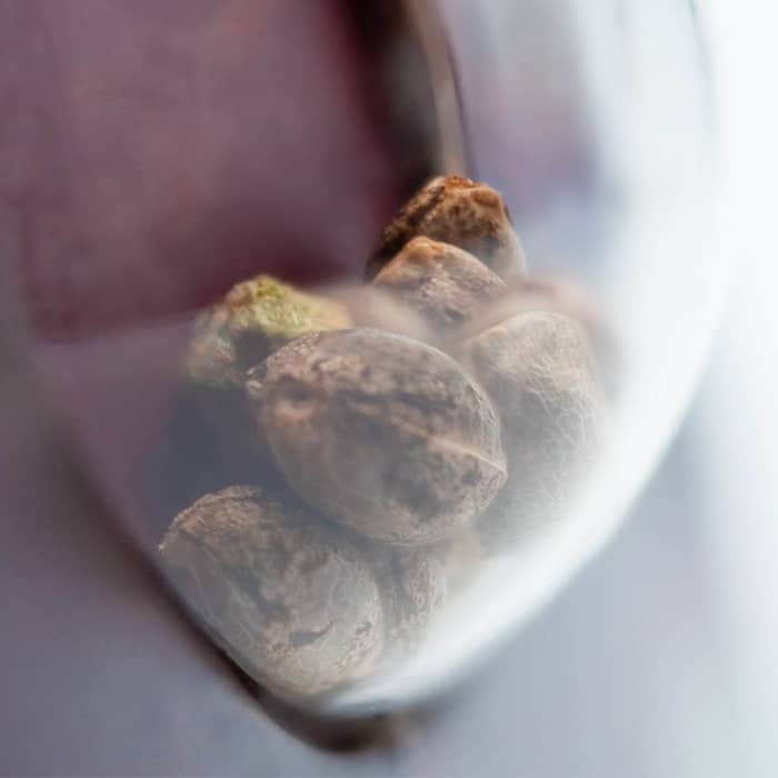AFGHANI #1 (Sensi Seeds) Semillas de marihuana feminizadas.