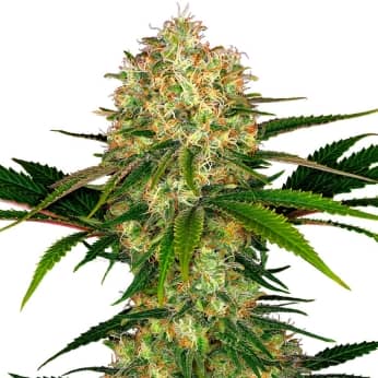AFGHANI #1 (Sensi Seeds) Semillas de marihuana feminizadas.