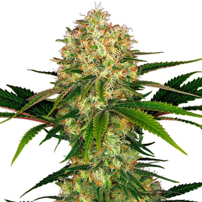 AFGHANI #1 (Sensi Seeds) Semillas de marihuana feminizadas.