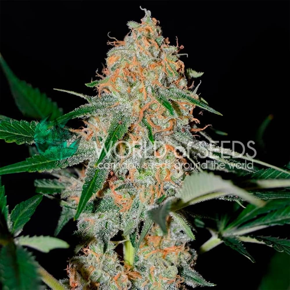 AFGHAN KUSH EARLY HARVEST (World Of Seeds) Semillas de marihuana feminizadas Fast Version.