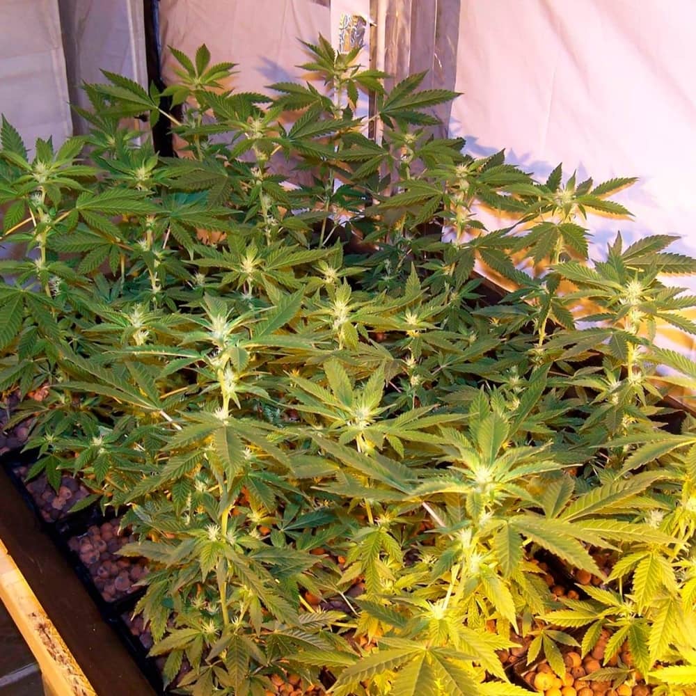 AFGHAN KUSH PURE ORIGIN COLLECTION (World Of Seeds) Semillas marihuana feminizadas.