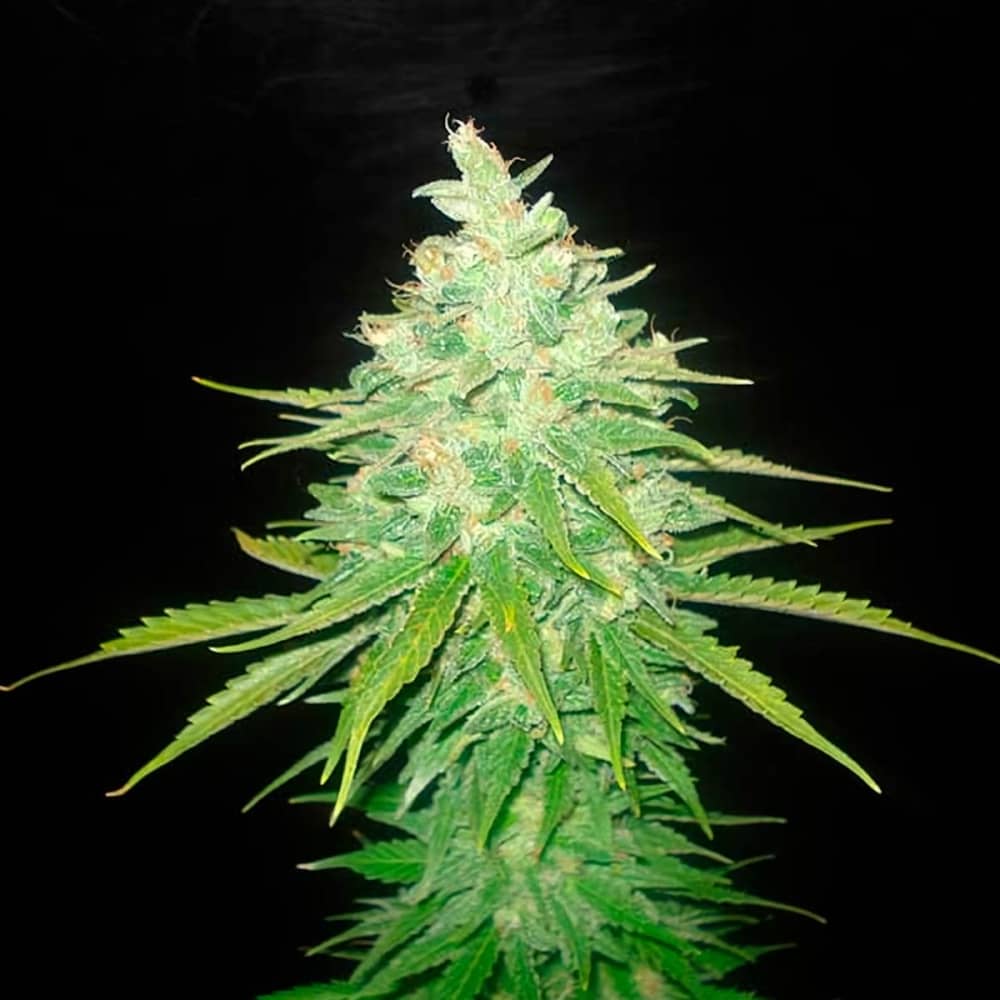 AFGHAN KUSH X BLACK DOMINA (World Of Seeds) Semillas de marihuana feminizadas.