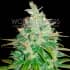 AFGHAN KUSH X BLACK DOMINA (World Of Seeds) Semillas de marihuana feminizadas.