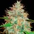 AFGHAN KUSH X SKUNK (World Of Seeds) Semillas de marihuana feminizadas.