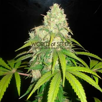 AFGHAN KUSH X YUMBOLT (World Of Seeds)