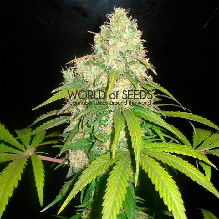 AFGHAN KUSH X YUMBOLT (World Of Seeds)