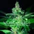 AMNESIA (World Of Seeds) Semillas de marihuana feminizadas.