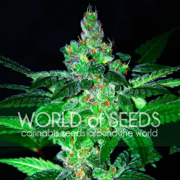 AMNESIA (World Of Seeds) Semillas de marihuana feminizadas.