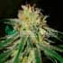 AMNESIA EARLY HARVEST (World Of Seeds) Semillas de marihuana feminizadas.