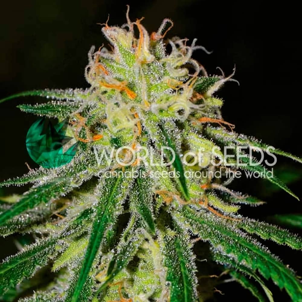 AMNESIA EARLY HARVEST (World Of Seeds) Semillas de marihuana feminizadas.