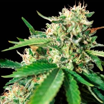 BRAZIL AMAZONIA (World Of Seeds) Semillas de marihuana feminizadas.
