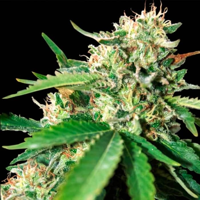 BRAZIL AMAZONIA (World Of Seeds) Semillas de marihuana feminizadas.