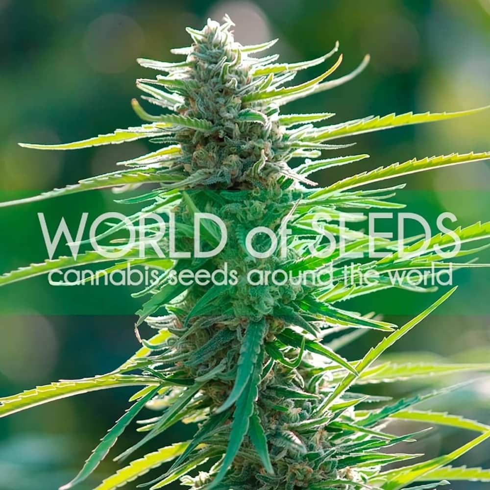COLOMBIAN GOLD (World Of Seeds) Semillas de marihuana feminizadas.
