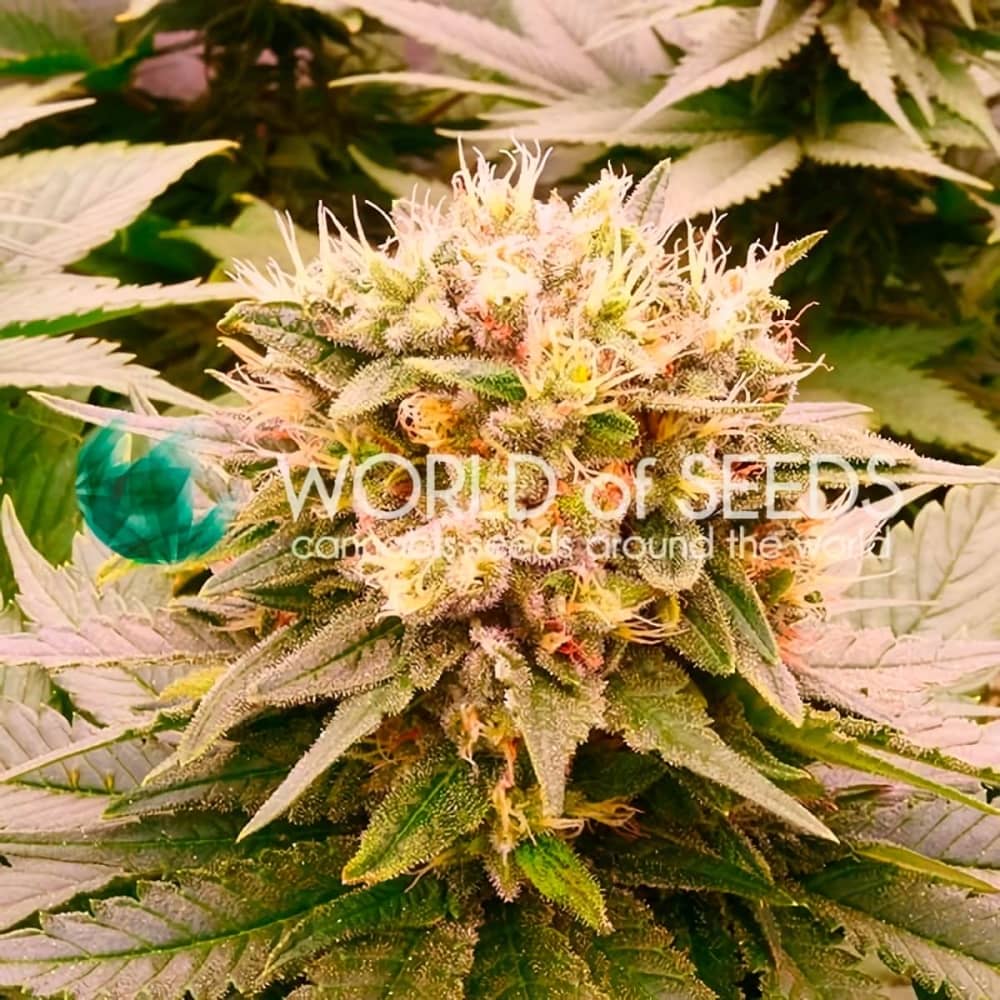 HARLEQUEEN THC FREE (World Of Seeds) Semillas de marihuana feminizadas.
