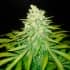 MAZAR X GREAT WHITE SHARK (World Of Seeds) Semillas de marihuana feminizadas.