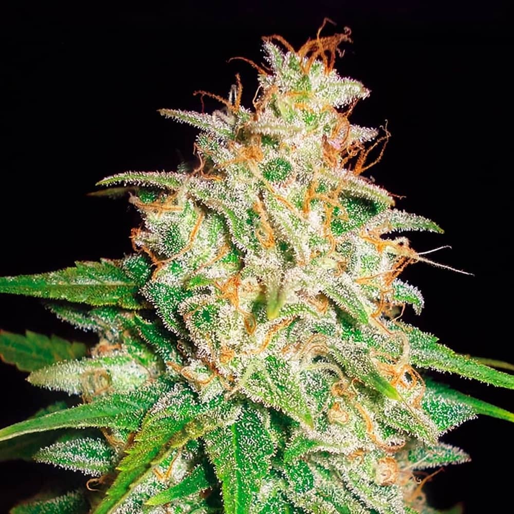 MAZAR X WHITE RHINO (World Of Seeds) Semillas de marihuana feminizadas.