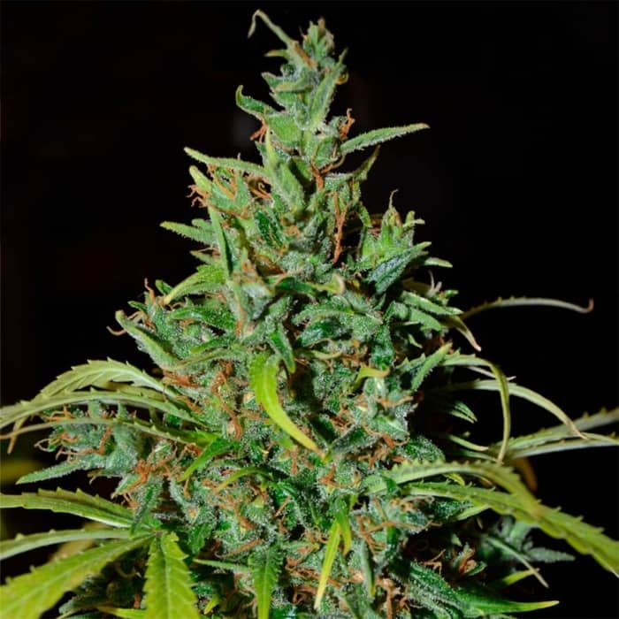AUTO NEVILLE HAZE RYDER (World Of Seeds) Semillas de marihuana feminizadas.