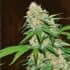 MAZAR X WHITE RHINO (World Of Seeds) Semillas de marihuana feminizadas.