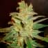 NORTHERN LIGHT X BIG BUD (World Of Seeds) Semillas de marihuana feminizadas