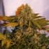 AUTO NORTHERN LIGHT X BIG BUD RYDER (World Of Seeds) Semillas de marihuana feminizadas autoflorecientes.