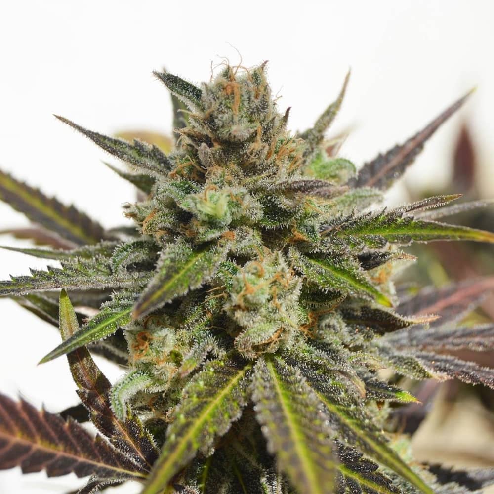 NORTHERN LIGHT X SKUNK (World Of Seeds) Semillas de marihuana feminizadas.