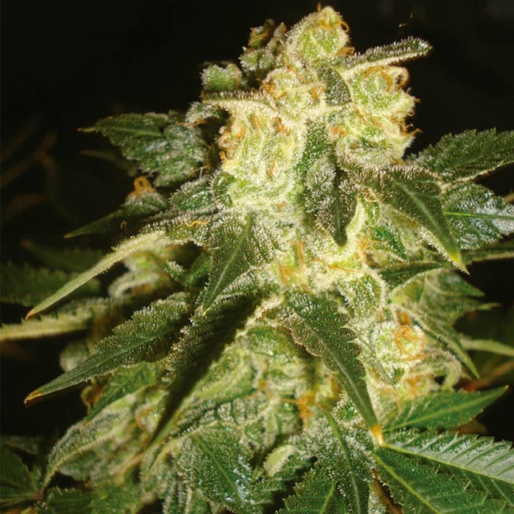 AUTO PAKISTAN RYDER (World Of Seeds) Semillas de marihuana feminizadas autoflorecientes.