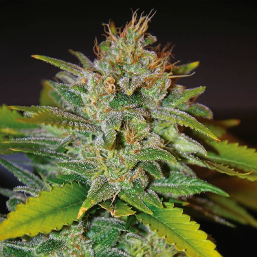 SKUNK 47 (World Of Seeds) Semillas de marihuana feminizadas.