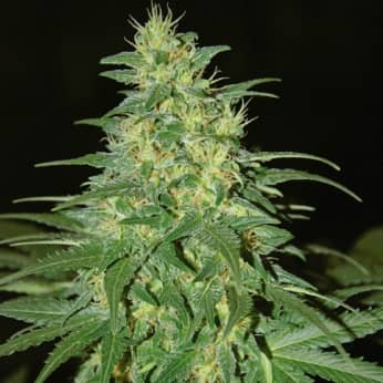 SOUTH AFRICAN KWAZULU (World Of Seeds) Semilla de marihuana feminizada.