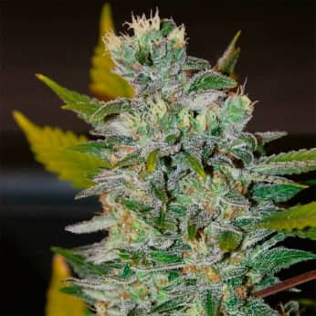 SPACE (World Of Seeds) Semillas de marihuana feminizadas.