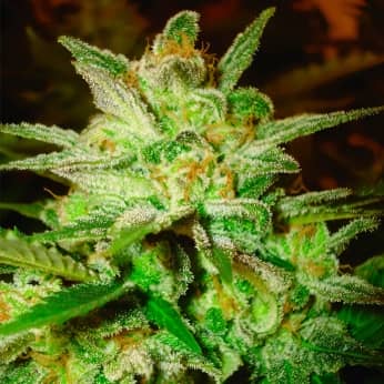 STAR 47 (World Of Seeds) Semillas de marihuana feminizadas.