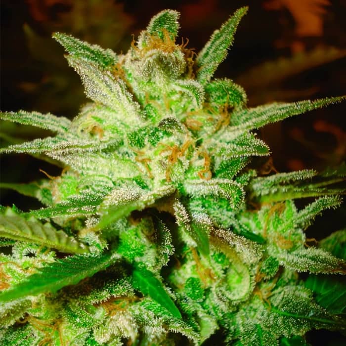 STAR 47 (World Of Seeds) Semillas de marihuana feminizadas.