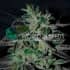 STRAWBERRY BLUE EARLY HARVEST (World Of Seeds) Semillas de marihuana feminizadas fast version.