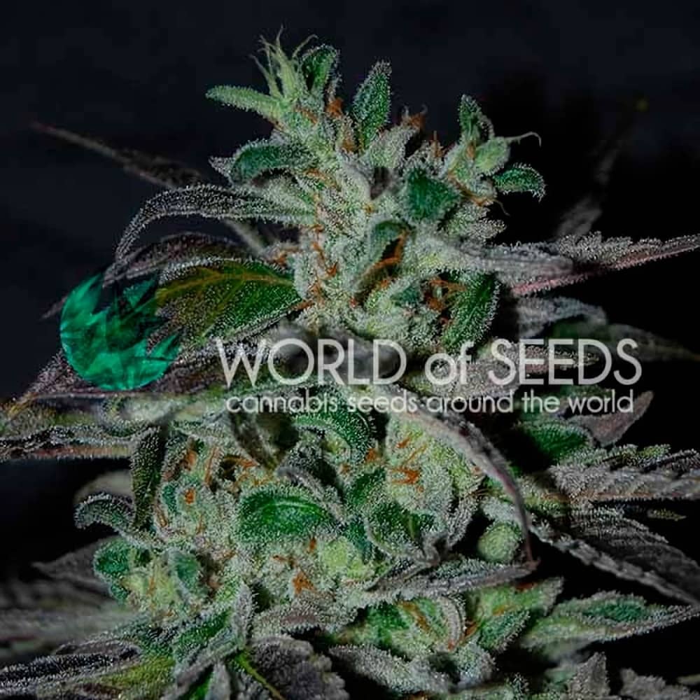 STRAWBERRY BLUE EARLY HARVEST (World Of Seeds) Semillas de marihuana feminizadas fast version.