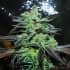 STRAWBERRY BLUE (World Of Seeds) Semillas de marihuana feminizadas.