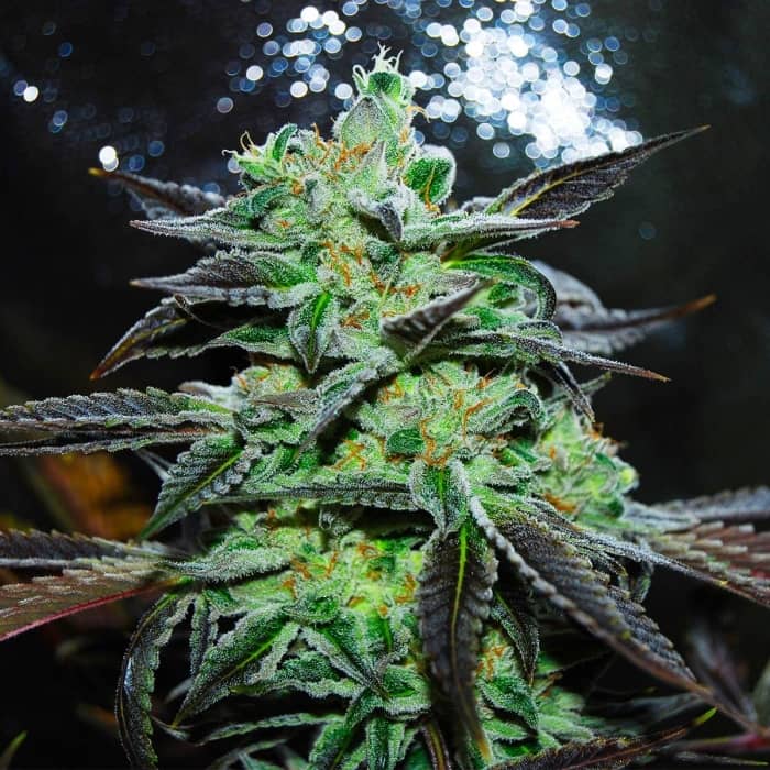 STRAWBERRY BLUE (World Of Seeds) Semillas de marihuana feminizadas.