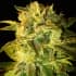 AUTO SUGAR MANGO RYDER (World Of Seeds) Semillas de marihuana feminizadas autoflorecientes.