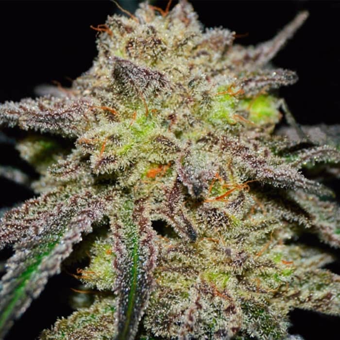 AUTO TONIC RYDER (World Of Seeds) Semillas de marihuana feminizadas autoflorecientes.